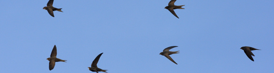 Swift Birds